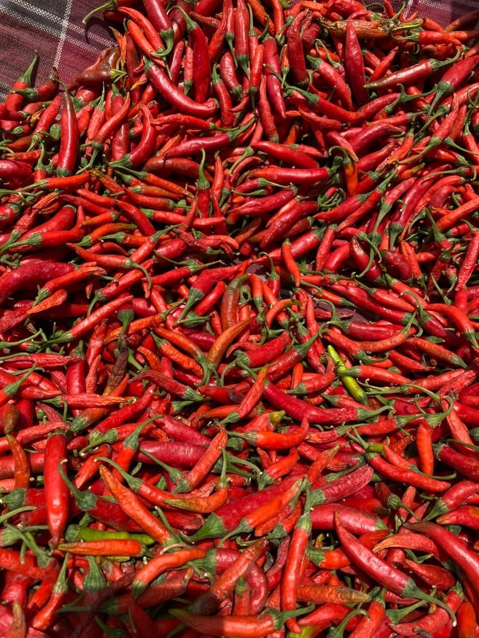 Fresh red chillies