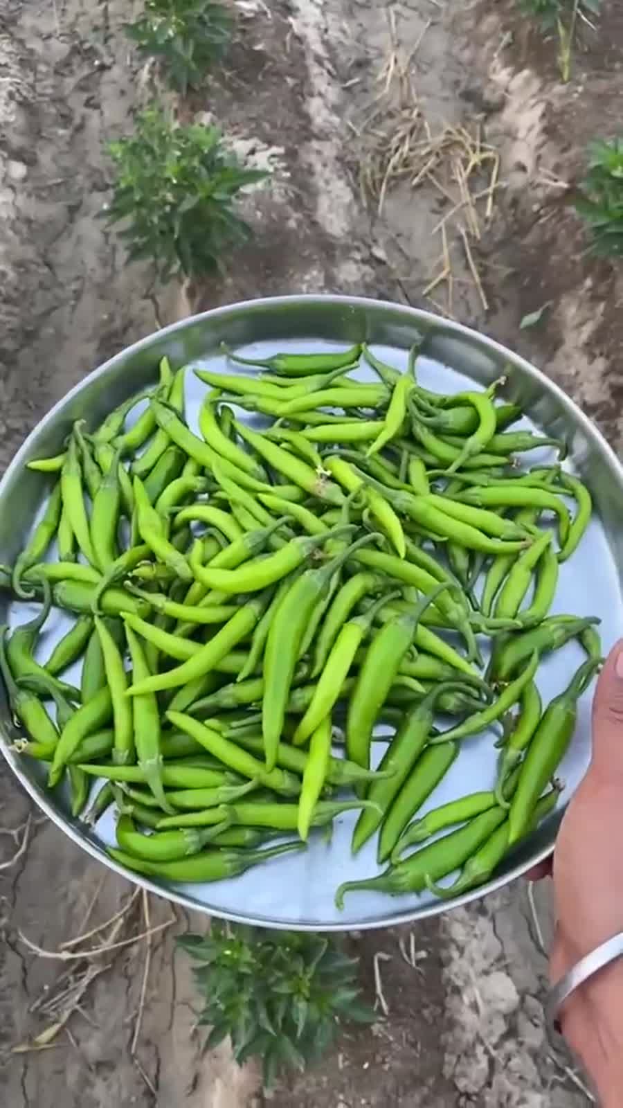 Fresh green chillies collected from the field
