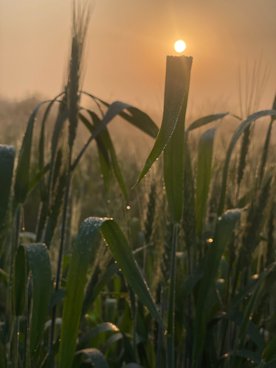 Morning in the fields with the sun visible over AMARDHAN crops