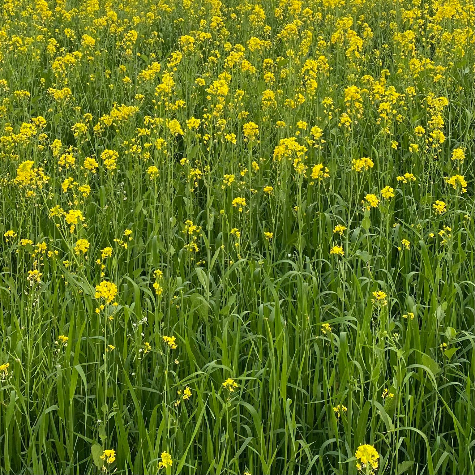 Dense yellow mustard flowers in the field