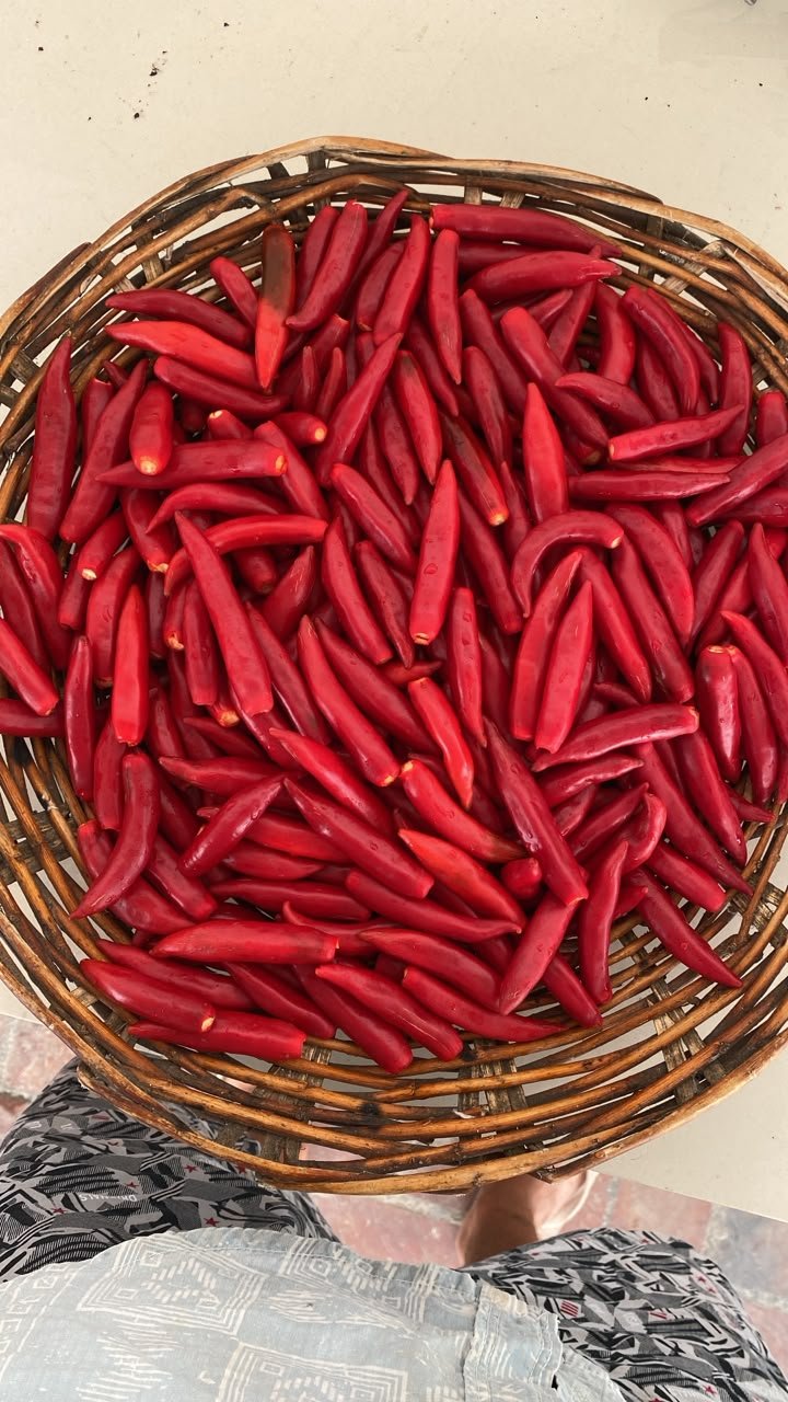 Fresh red chillies collected after harvest in a wicker basket
