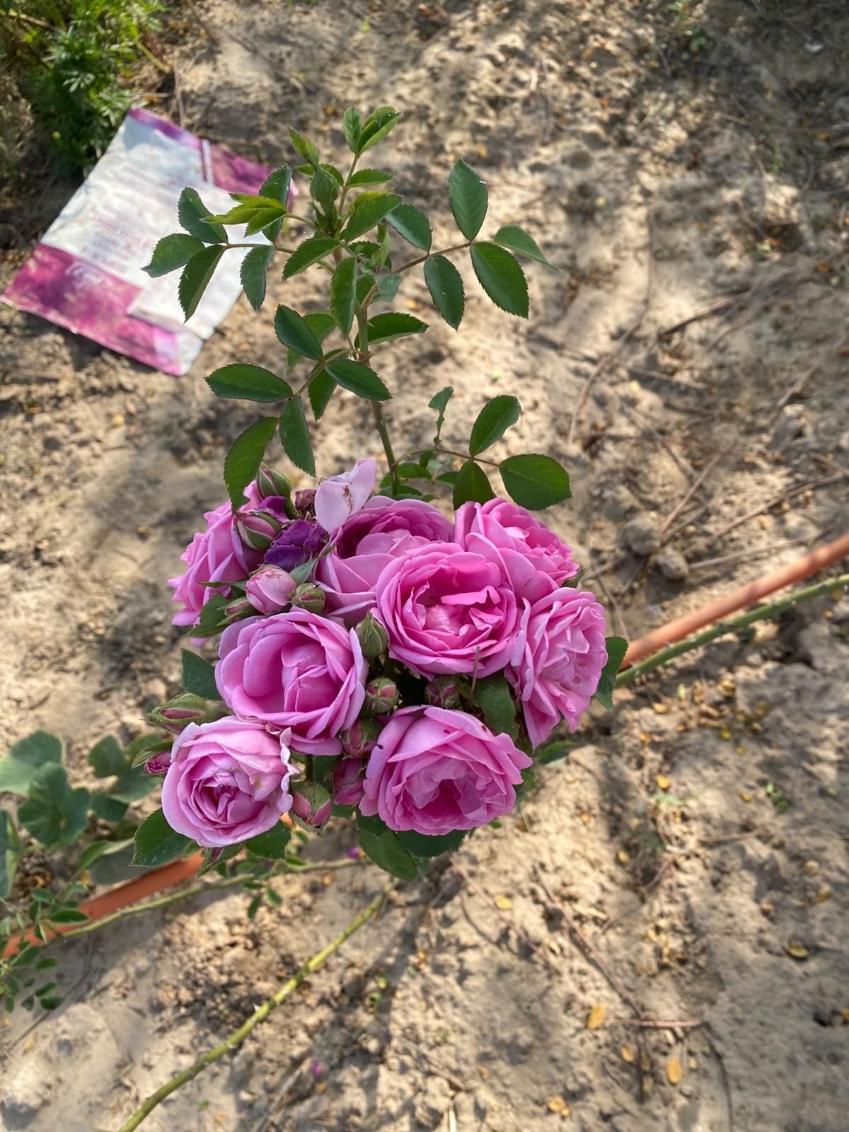 Roses growing at the farm