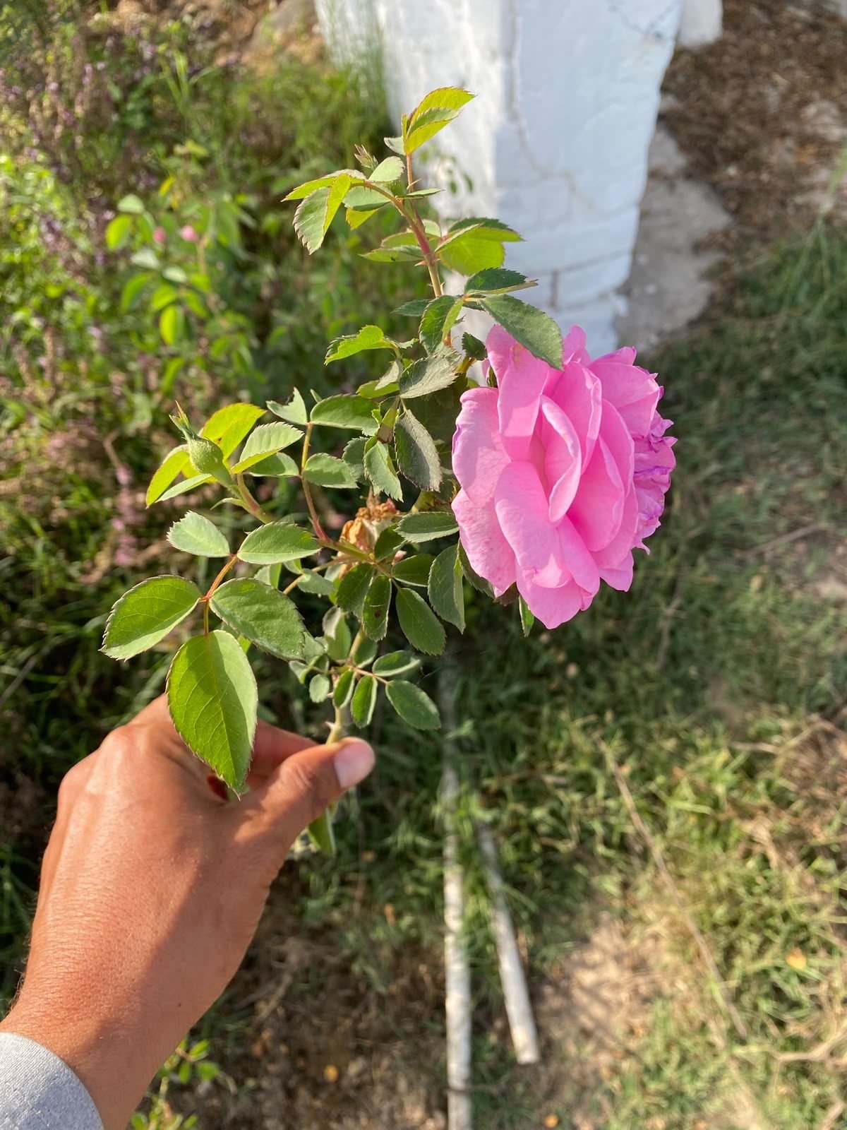 Rose from the farm