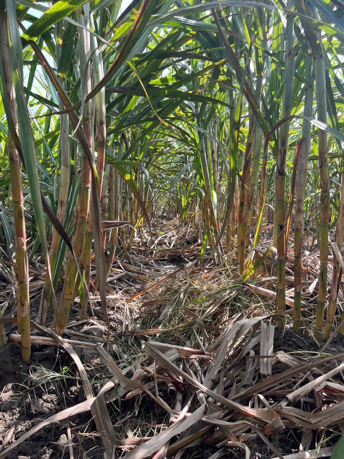Sugarcane growing in the field